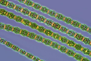 Polarised Light Microscopy Prints: Bambusina desmids, light micrograph