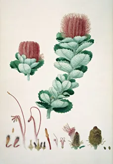 Banksia coccinea, 19th century C016/5535 Banksia coccinea, 19th century C016/5535
