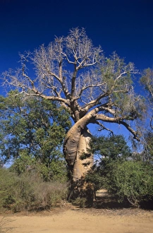 Adansonia Grandidieri Prints: Baobab tree