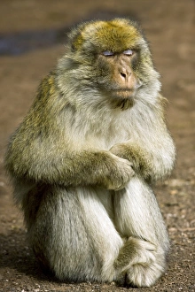 Middle Atlas Mountains Prints: Barbary macaque