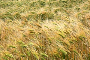 Hordeum Vulgare Prints: Barley