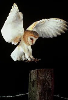 Images Dated 2nd November 2000: High-speed photograph of a European barn owl in flight