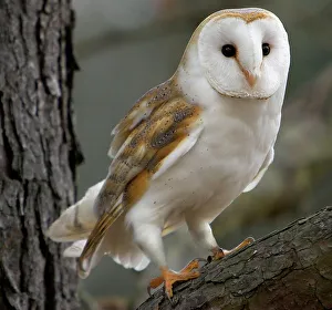 Images Dated 2007: Barn Owl Print - Perched in a Tree