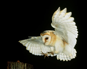 Images Dated 2000: High-speed photograph of a swooping Barn owl