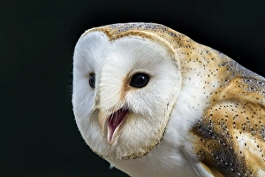 UK Wildlife Photos Prints: Barn owl calling