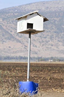Images Dated 14th March 2011: Barn Owl Coop Print, Hula Valley, Israel
