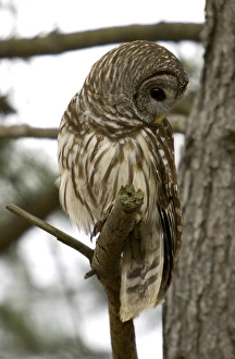 Strix Varia Prints: Barred owl