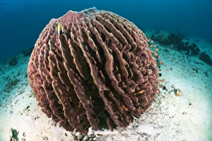 Barrel Sponge Prints: Barrel sponge
