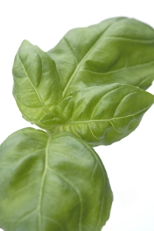 Fresh Basil Prints: Basil leaves