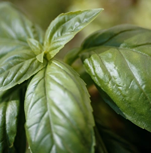 Basil Leaf Close Up Prints: Basil (Ocimum basilicum)