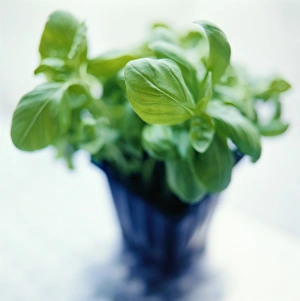 Basil Plant Prints: Basil plant