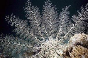 Indonesian Marine Life Prints: Basket star