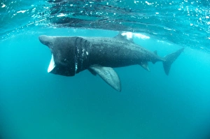 Basking Shark Print - A large filter feeding shark in temperate waters