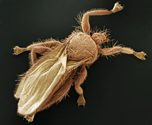 Prints of Bat fly. Coloured scanning electron micrograph (SEM) of a bat fly (family Streblidae). These flies are ectoparasites (external parasites) of bats Images Dated 2006 May: Bat Fly Print, SEM Image of a Bat Fly