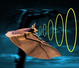 Prints of Bat echolocation system, computer artwork Images Dated 2005 September: Bat Sonar Echolocation System Print