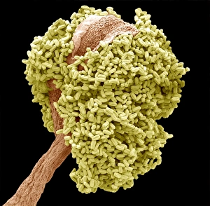 Prints of Bay tree anther. Coloured scanning electron micrograph (SEM) of an anther (male reproductive part) from a bay tree (Laurus nobilis) flower. Magnification: x70 when printed at 10 centimetres wide Images Dated 2010 September: Bay tree anther Print, x70 magnification