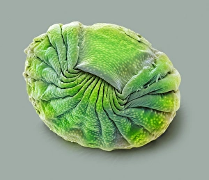 Scanning Electron Micrograph SEM Images Prints: Bdelloid rotifer, SEM