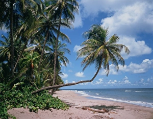 Caribbean Coastlines Prints: Beach on Grenada