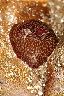 Poisonous Sea Creatures Prints: Beadlet anemone