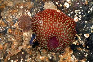 Beadlet anemone with young Beadlet anemone with young
