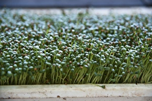 Prints of Bean Sprouts close up on an organic farm Images Dated 2013 March: Organic Bean Sprout Close-up Print