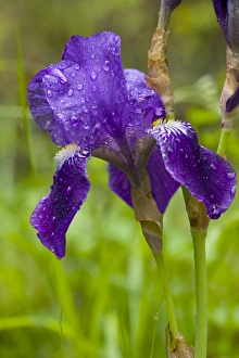 Bearded Iris Prints: Bearded Iris (Iris germanica)