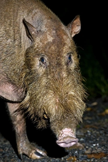 Danum Valley Conservation Area Prints: Bearded pig