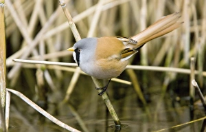 March Bird Sightings Prints: Bearded reedling
