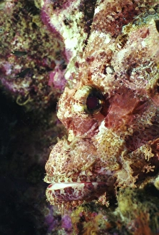 Bony Fish Adaptation Prints: Bearded scorpionfish