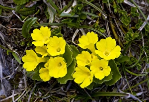 Prints of Bears Ear (Primula auricula) flowering in Dolomites, Italy Images Dated 2011 January: Bears Ear Print - Primula auricula in Dolomites Italy