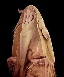 Prints of Beaver beetle head. Coloured scanning electron micrograph (SEM) showing the underside of the head of a beaver (Platypsyllus sp.) beetle Images Dated 2012 December: SEM Print of Beaver Beetle Head