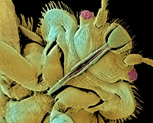 Bed bug, SEM Bed bug, SEM