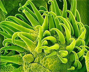 SEM Images Of Plants Prints: Bedstraw stem, SEM