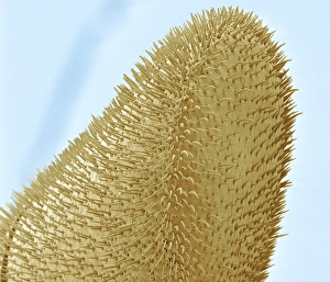 Prints of Bee antenna, coloured scanning electron micrograph (SEM). Smell and touch are important senses for bees, especially when in their hive or nest Images Dated 2010 March: Bee Antenna SEM Print
