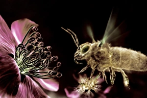 Pollen Transfer Mechanism Prints: Bee and flower, computer artwork