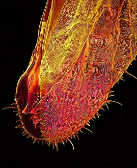 Insect Mouthparts SEM Prints: Bee proboscis, SEM