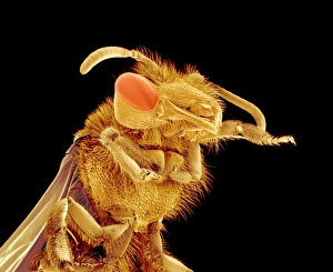 Coloured SEM Images Prints: Bee, SEM