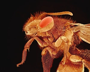 SEM Print of a Bee