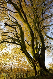 Autumn Leaves UK Prints: Beech (Fagus sylvatica)