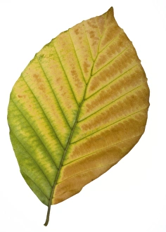 Beech Tree Autumn Colors Prints: Beech (Fagus sylvatica) tree leaf C014 / 0717