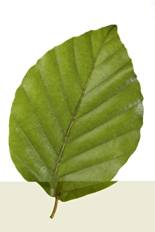 Fagus Sylvatica Leaf Prints: Beech (Fagus sylvatica) tree leaf C014 / 0718