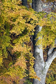 Beech Foliage Prints: Beech foliage