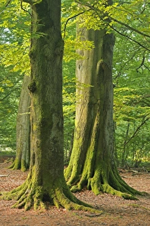 German Woodland Scene Prints: Beech forest C018 / 9215