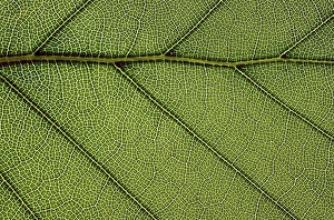 Fagus Sylvatica Leaf Prints: Beech leaf