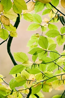 Fagus Sylvatica Pictures Prints: Beech leaves