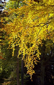 Fagus Sylvatica UK Prints: Beech tree in autumn