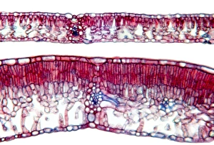 Light Micrograph Images Prints: Beech tree leaves, light micrograph