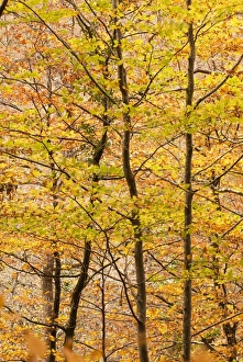 British Woodland Scenes Prints: Beech trees in autumn