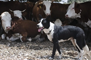 Prints of Beef cattle breeding In Israel, Mount Carmel The herd huddle in the shade under a tree The shepherd dog watches Images Dated 2011 December: Beef Cattle Breeding Print - Mount Carmel Scene