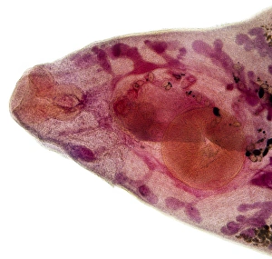 Light Micrograph Images Prints: Beef liver fluke, light micrograph